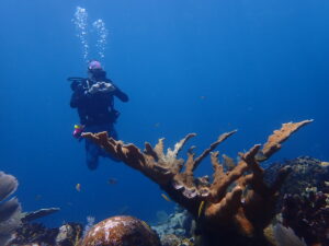 Chantal Piet floats near Elkhorn coral that is alive and makes a heart symbol