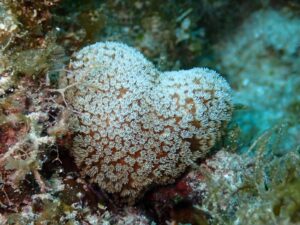 A heart-shaped coral