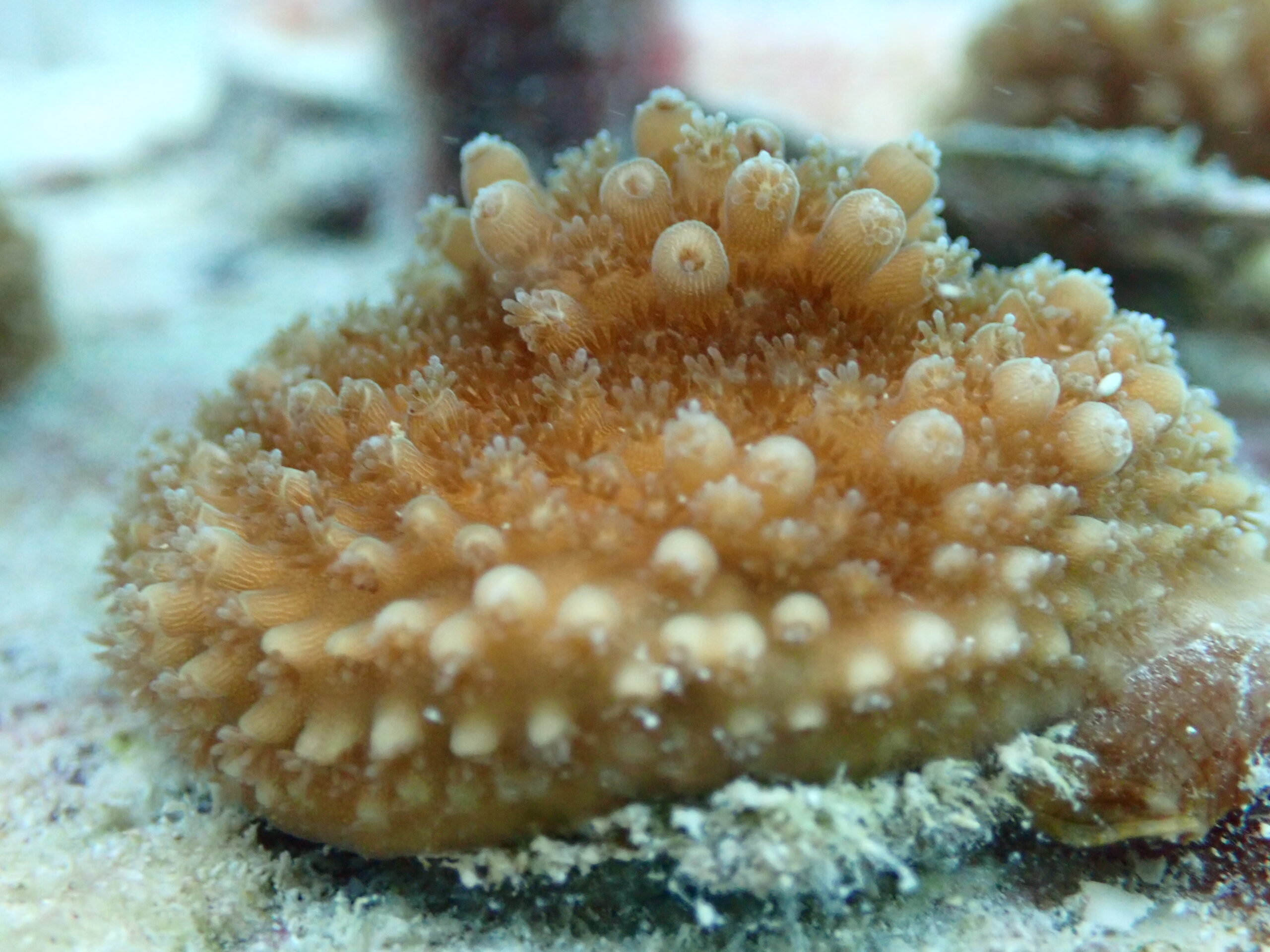 Flourishing Flonduran baby coral